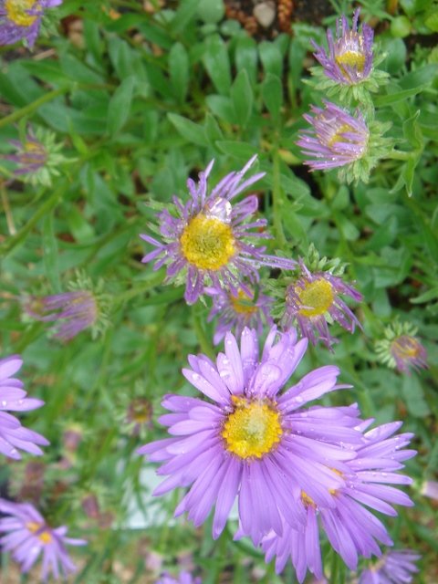 Aster alpinus